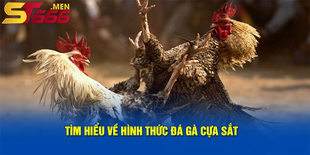 Đá gà cựa sắt đặc biệt vì nó tập trung vào sức mạnh và tốc độ