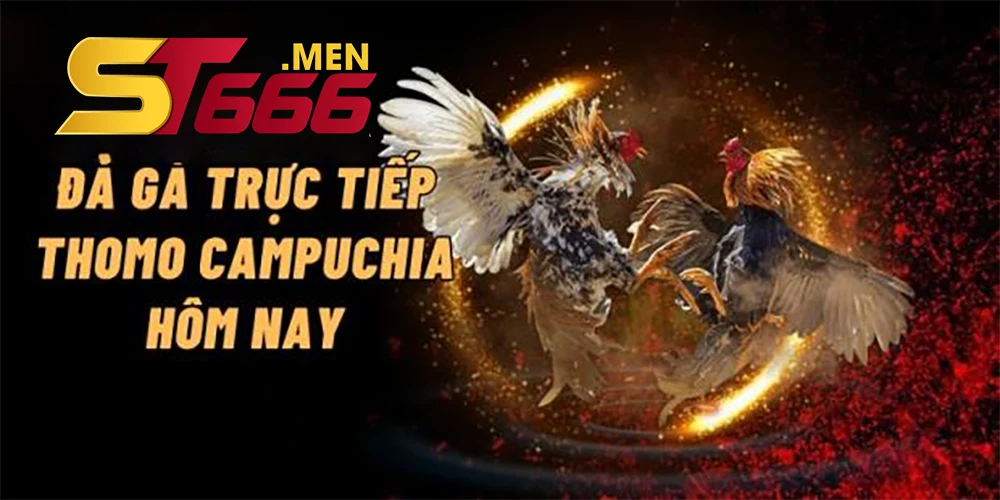 Chiến đấu mãnh liệt từ những chú gà chọi dũng mãnh.