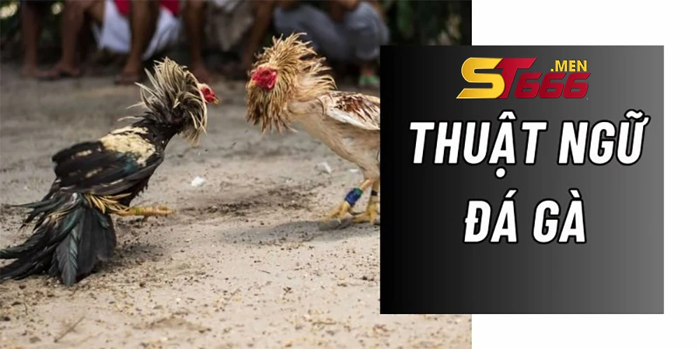 Nắm bắt các thuật ngữ cơ bản